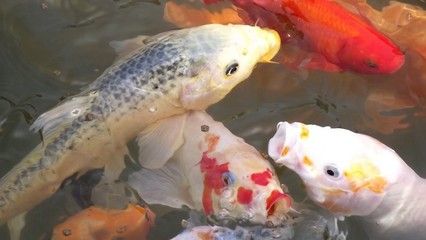 金龍魚有什么價值，如何正確的飼養(yǎng)金龍魚？ 水族問答