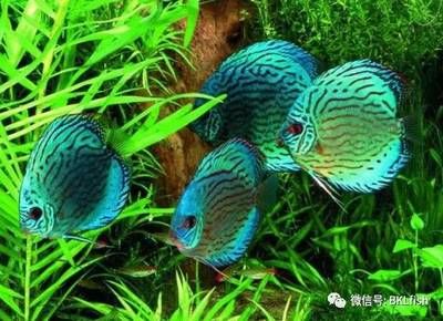 七彩神仙魚的品種介紹，七彩神仙魚的繁殖要點(diǎn)七彩神仙魚的繁殖要點(diǎn) 觀賞魚市場(chǎng)（混養(yǎng)魚） 第2張