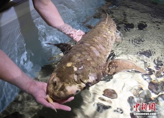 六角恐龍魚會(huì)不會(huì)跳缸，六角恐龍魚是否會(huì)跳缸，六角恐龍魚是否會(huì)跳缸的疑問(wèn)句 水族問(wèn)答 第3張