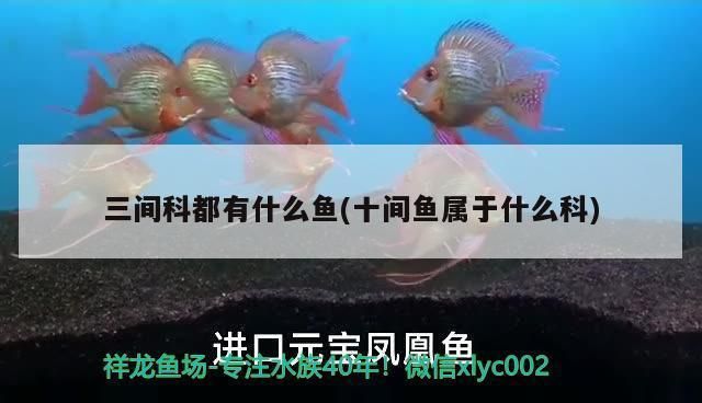 蘇虎苗適宜水溫范圍，蘇虎苗最佳生長(zhǎng)水溫 觀賞魚市場(chǎng)（混養(yǎng)魚） 第5張