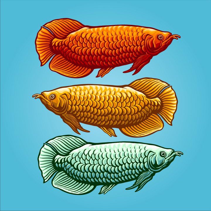 金龍魚線描，金龍魚線描素材的獲取途徑 龍魚百科 第5張