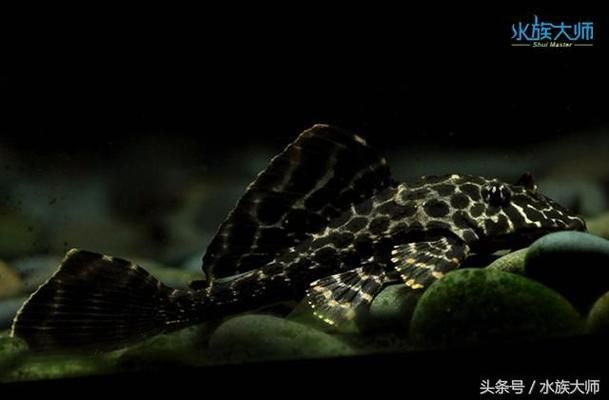 豹紋夫魚苗飼料選擇，養(yǎng)殖豹紋斑馬魚時(shí)，選擇合適的飼料至關(guān)重要 觀賞魚市場（混養(yǎng)魚） 第4張