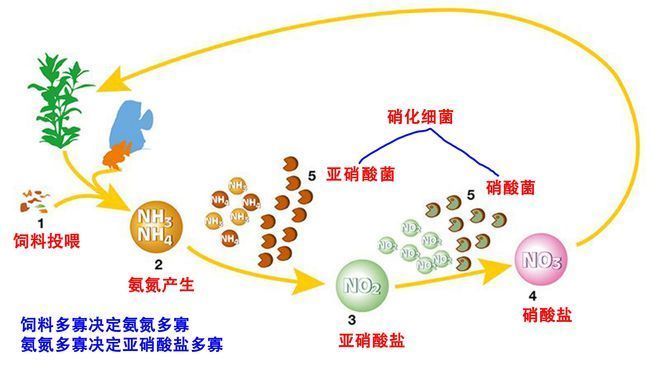 水族箱硝酸鹽超標影響，水族箱中的硝酸鹽超標對魚類和其他水生生物產(chǎn)生不利影響 觀賞魚市場（混養(yǎng)魚） 第4張