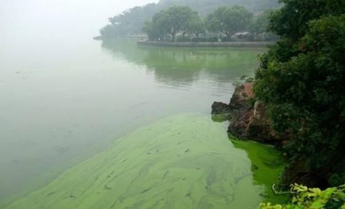 防止水質(zhì)惡化的技巧，如何防止水質(zhì)惡化 觀賞魚市場(chǎng)（混養(yǎng)魚） 第1張