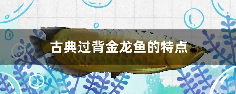 什么是古典過背金龍魚產(chǎn)品，關(guān)于古典過背金龍魚的一些詳細特點和飼養(yǎng)要點