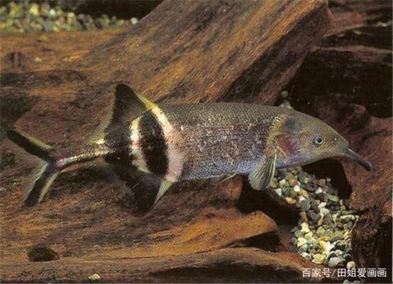 象鼻魚繁殖期水溫變化，象鼻魚在繁殖期水溫控制是關(guān)鍵 觀賞魚市場（混養(yǎng)魚） 第4張