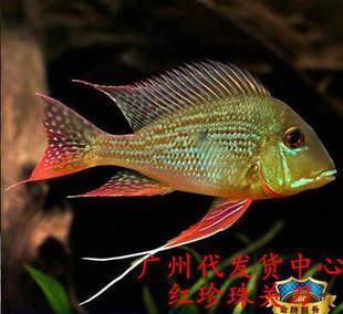 藍寶石龍魚價錢貴嗎，藍寶石龍魚價格對比藍寶石龍魚價格對比藍寶石龍魚價格對比 龍魚百科 第5張