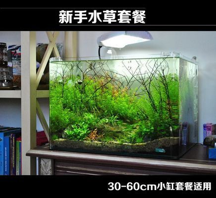 30厘米的魚缸造景，30cm魚缸造景水草搭配技巧小型觀賞蝦養(yǎng)殖要點(diǎn) 魚缸百科 第6張