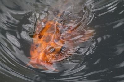 金龍魚 魚缸 黑色 霉點(diǎn)是什么原因，金龍魚魚缸中出現(xiàn)黑色霉點(diǎn)可能由多種因素引起 魚缸百科 第5張