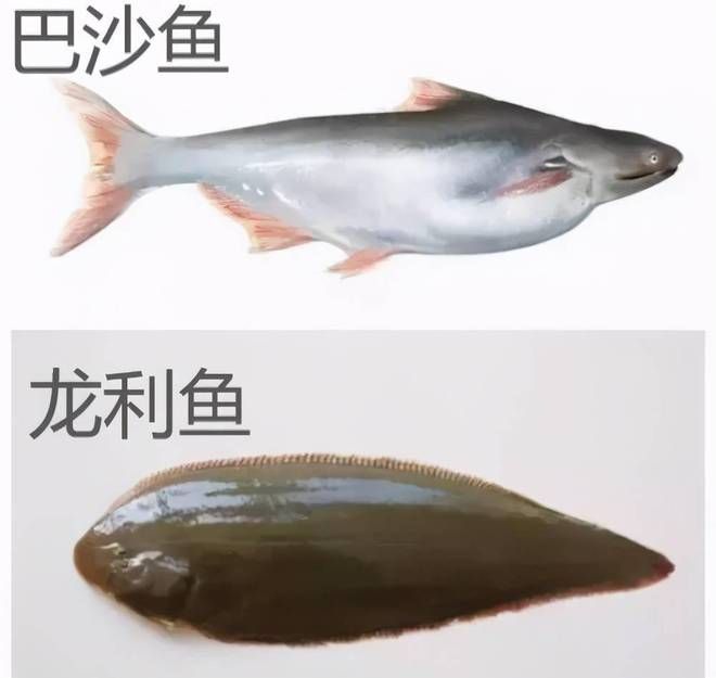 大白鯊魚苗適宜的水溫范圍，大白鯊魚苗適宜的水溫范圍為20至33℃，大白鯊魚苗飼料選擇指南 觀賞魚市場（混養(yǎng)魚）