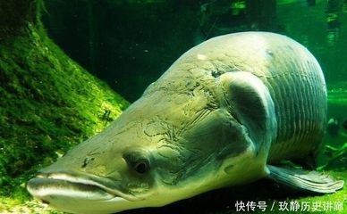 巨骨舌魚的保護(hù)措施，關(guān)于巨骨舌魚的保護(hù)措施 觀賞魚市場(chǎng)（混養(yǎng)魚） 第5張