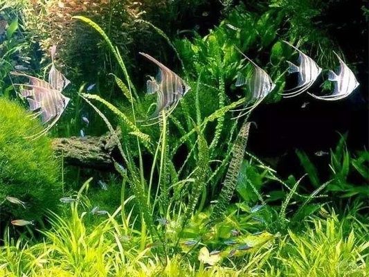 魚(yú)缸內(nèi)植物養(yǎng)護(hù)技巧，魚(yú)缸養(yǎng)護(hù)技巧，魚(yú)缸養(yǎng)花的技巧 觀賞魚(yú)市場(chǎng)（混養(yǎng)魚(yú)） 第1張