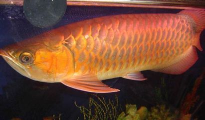 龍魚招財貓魚缸需要加鹽嗎，淡水魚缸加鹽好還是不加鹽好，養(yǎng)魚加鹽好還是不加鹽好