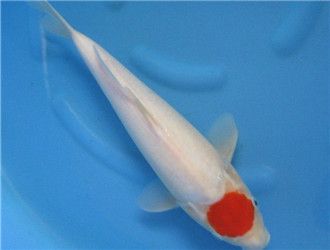 丹頂錦鯉幼魚(yú)飼料選擇指南，丹頂錦鯉幼魚(yú)飼料的選擇指南