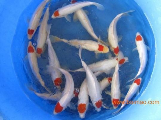 丹頂錦鯉幼魚(yú)飼料選擇指南，丹頂錦鯉幼魚(yú)飼料的選擇指南