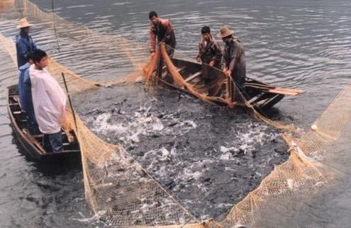 幻彩藍(lán)寶石雷龍魚(yú)，如何飼養(yǎng)幻彩藍(lán)寶石雷龍魚(yú)，-飼養(yǎng)幻彩藍(lán)寶石雷龍魚(yú) 水族問(wèn)答