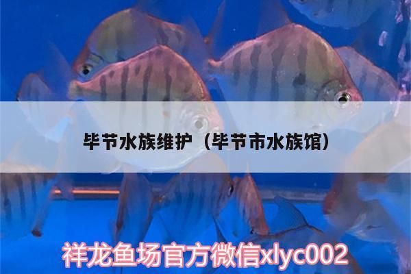 泰龐海鰱魚繁殖期如何調節(jié)水質，泰龐海鰱魚繁殖期水溫控制技巧 觀賞魚市場（混養(yǎng)魚） 第3張