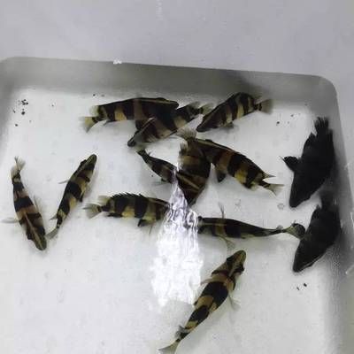 泰國(guó)虎魚繁殖成功案例分析，泰國(guó)虎魚的繁殖成功案例分析