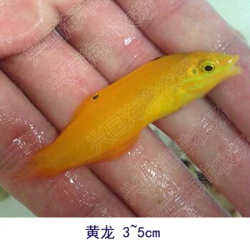 興國海（Singoseafarm）魚缸，興國海（singoseafarm）海水魚缸套裝價格對比 魚缸百科 第5張