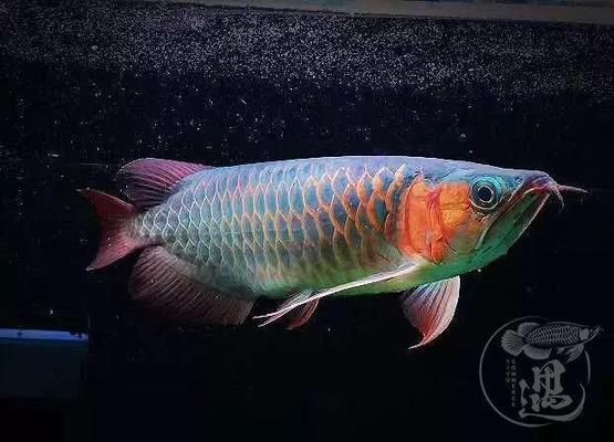 森森魚(yú)缸拆洗教程，森森魚(yú)缸拆洗教程提供了詳細(xì)的步驟 魚(yú)缸百科 第6張