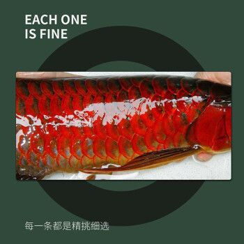 藍(lán)底紅龍魚，如何辨別藍(lán)底紅龍魚品質(zhì) 龍魚百科 第5張