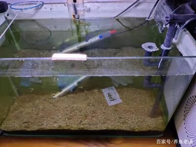 魚缸多久可以建立硝化細(xì)菌，如何檢測魚缸硝化細(xì)菌是否建立 魚缸百科 第3張