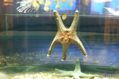 鞍山水族館，遼寧省鞍山市水族館