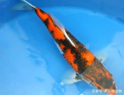 錦鯉魚(yú)常見(jiàn)疾病的預(yù)防措施，錦鯉魚(yú)常見(jiàn)疾病的預(yù)防措施包括：定期更換水質(zhì)清潔和適宜的ph值 觀賞魚(yú)市場(chǎng)（混養(yǎng)魚(yú)） 第1張