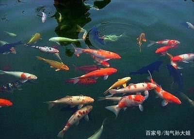 錦鯉魚(yú)常見(jiàn)疾病的預(yù)防措施，錦鯉魚(yú)常見(jiàn)疾病的預(yù)防措施包括：定期更換水質(zhì)清潔和適宜的ph值 觀賞魚(yú)市場(chǎng)（混養(yǎng)魚(yú)） 第4張