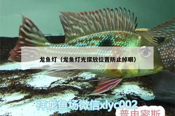 龍魚燈怎樣擺放不掉眼睛呢，龍魚燈的擺放位置對于防止龍魚掉眼至關重要