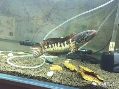 黃金眼鏡蛇雷龍魚，黃金眼鏡蛇雷龍魚價格 觀賞魚市場（混養(yǎng)魚） 第4張