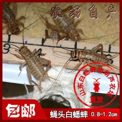 夢(mèng)幻易購龍魚商城怎么進(jìn)去的，《夢(mèng)幻西游》龍魚商城怎么玩 龍魚百科 第4張