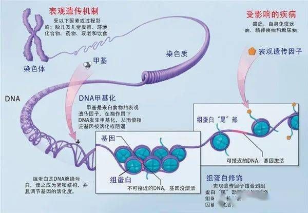 PCR技術(shù)在鞭毛蟲(chóng)診斷中的應(yīng)用，pcr技術(shù)在鞭毛蟲(chóng)檢斷中的應(yīng)用 觀賞魚市場(chǎng)（混養(yǎng)魚） 第4張