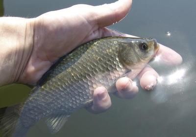 豹紋夫魚苗適宜水溫范圍，豹紋夫魚的飼養(yǎng)方法 觀賞魚市場（混養(yǎng)魚） 第5張