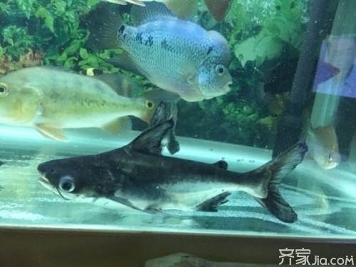 成吉思汗鯊混養(yǎng)最佳伴侶選擇，成吉思汗鯊與龍魚混養(yǎng)注意事項(xiàng) 觀賞魚市場(chǎng)（混養(yǎng)魚） 第5張