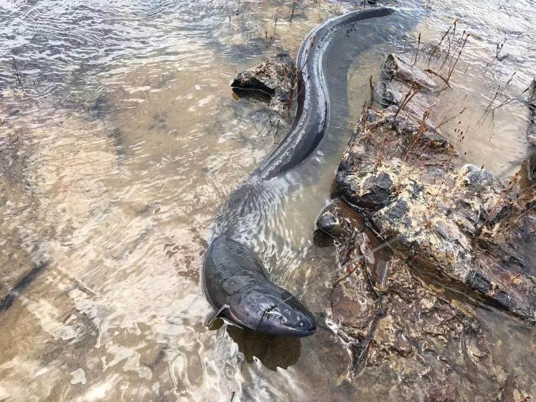 亞馬遜河魚(yú)種保護(hù)政策，亞馬遜河漁業(yè)管理現(xiàn)狀,亞馬遜河生物多樣性研究進(jìn)展 觀賞魚(yú)市場(chǎng)（混養(yǎng)魚(yú)） 第2張