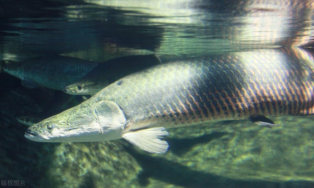 亞馬遜河魚(yú)種保護(hù)政策，亞馬遜河漁業(yè)管理現(xiàn)狀,亞馬遜河生物多樣性研究進(jìn)展 觀賞魚(yú)市場(chǎng)（混養(yǎng)魚(yú)） 第4張