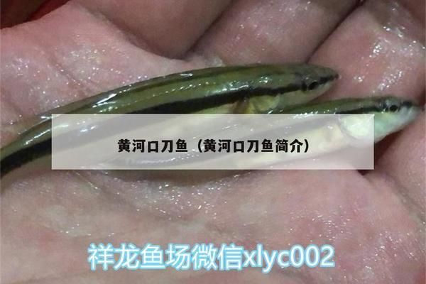 非洲象鼻魚(yú)的生態(tài)位分析，非洲象鼻魚(yú)的生態(tài)位分析及其保護(hù)措施 觀賞魚(yú)市場(chǎng)（混養(yǎng)魚(yú)） 第5張