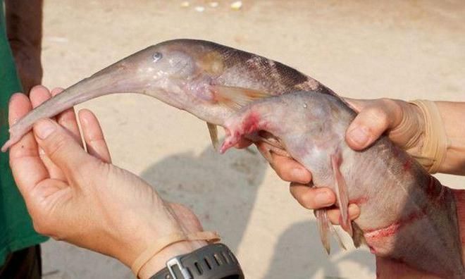 非洲象鼻魚(yú)的生態(tài)位分析，非洲象鼻魚(yú)的生態(tài)位分析及其保護(hù)措施 觀賞魚(yú)市場(chǎng)（混養(yǎng)魚(yú)） 第3張