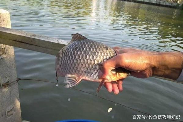 金龍魚吃錦鯉嗎怎么喂，在魚缸里同時(shí)養(yǎng)金龍魚和錦鯉，應(yīng)該如何管理它們的喂食？ 水族問答