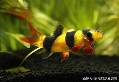 三間鼠魚(yú)最佳飼養(yǎng)水溫，三間鼠魚(yú)的最佳飼養(yǎng)水溫 觀賞魚(yú)市場(chǎng)（混養(yǎng)魚(yú)） 第5張