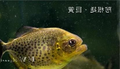 三間鼠魚(yú)最佳飼養(yǎng)水溫，三間鼠魚(yú)的最佳飼養(yǎng)水溫 觀賞魚(yú)市場(chǎng)（混養(yǎng)魚(yú)） 第4張