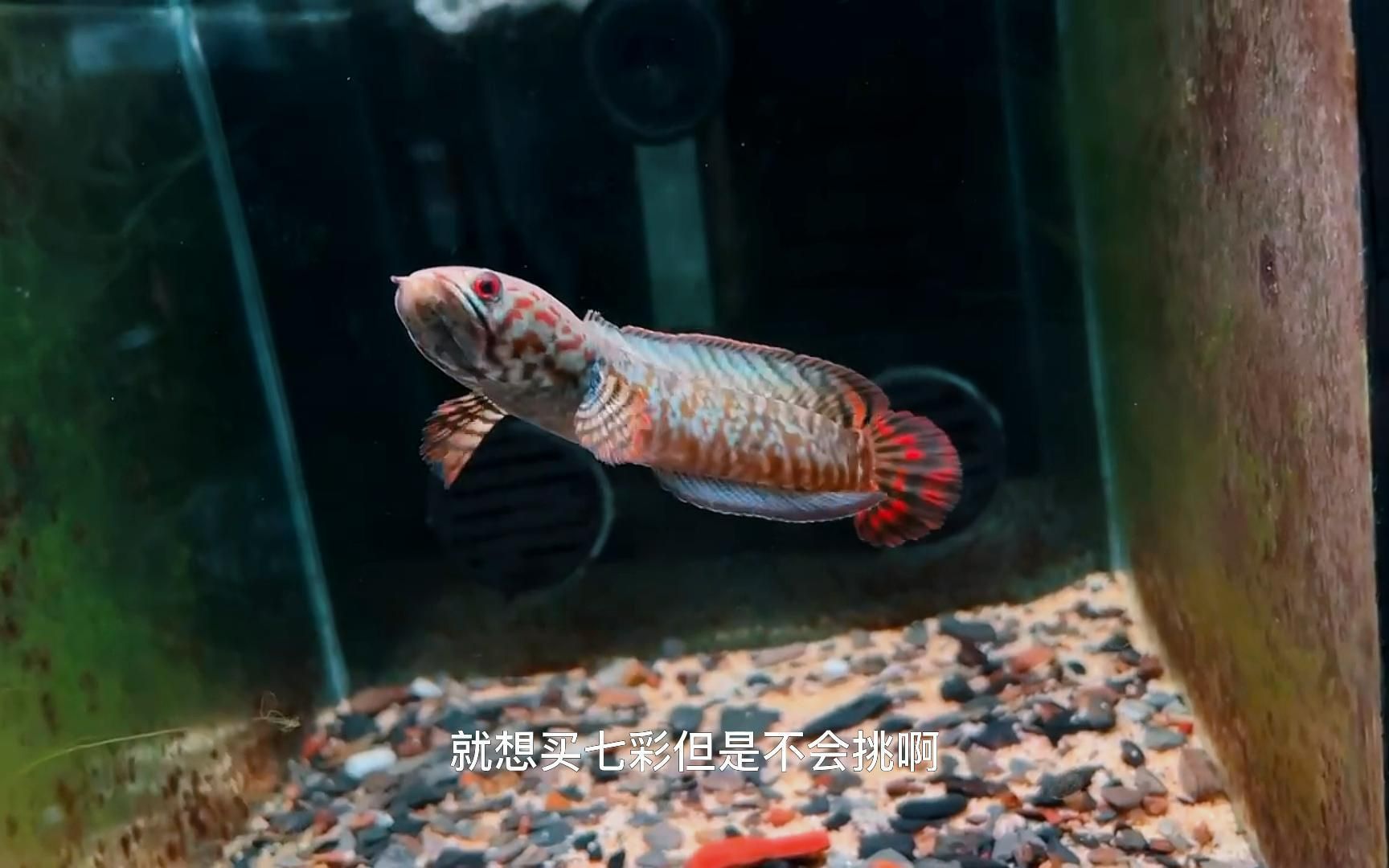 雷龍魚品種介紹大全，雷龍魚飼養(yǎng)技巧分享