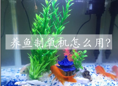 魚缸制氧機使用方法，如何判斷魚缸缺氧 魚缸百科 第3張