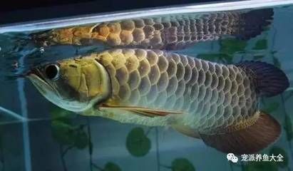 龍魚只喂顆粒行嗎，龍魚可以只喂顆粒飼料嗎 龍魚百科 第5張