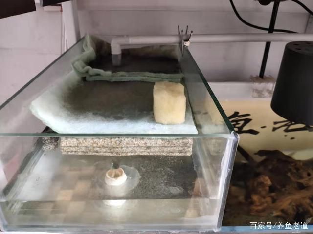 觀賞魚繁殖水質(zhì)管理，觀賞魚繁殖期間水質(zhì)管理 觀賞魚市場（混養(yǎng)魚） 第4張