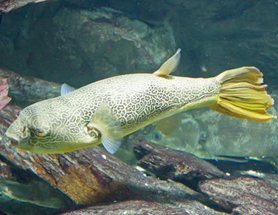 繁殖期斑馬狗頭魚(yú)飼料品牌推薦，上海費(fèi)曦生物科技有限公司推薦斑馬狗頭魚(yú)繁殖期營(yíng)養(yǎng)需求 觀賞魚(yú)市場(chǎng)（混養(yǎng)魚(yú)） 第2張