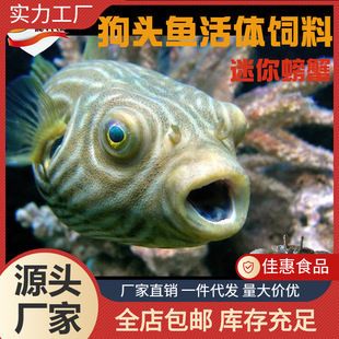 繁殖期斑馬狗頭魚(yú)飼料品牌推薦，上海費(fèi)曦生物科技有限公司推薦斑馬狗頭魚(yú)繁殖期營(yíng)養(yǎng)需求 觀賞魚(yú)市場(chǎng)（混養(yǎng)魚(yú)） 第3張