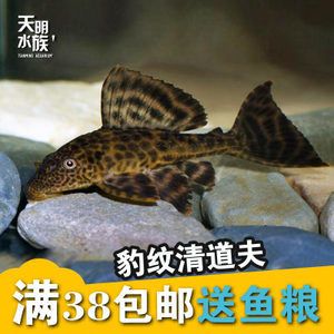 龍魚缸里需要放清道夫嗎