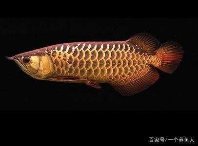 龍鳳鯉魚(yú)換水操作指南，龍鳳鯉魚(yú)換水操作指南龍鳳鯉魚(yú)換水操作指南 觀賞魚(yú)市場(chǎng)（混養(yǎng)魚(yú)） 第3張